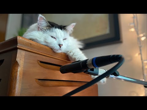 Fender Rhodes, Hammond Organ, and One Lazy Cat: Studio Vlog #9