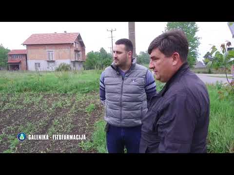 Zastita kukuruza od korova, Galenika fitofarmacija - U nasem ataru 791