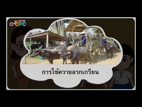 สมาชิกที่เล็กที่สุดของดารา การติดเชื้อที่อวัยวะเพศและความแข็งแรง