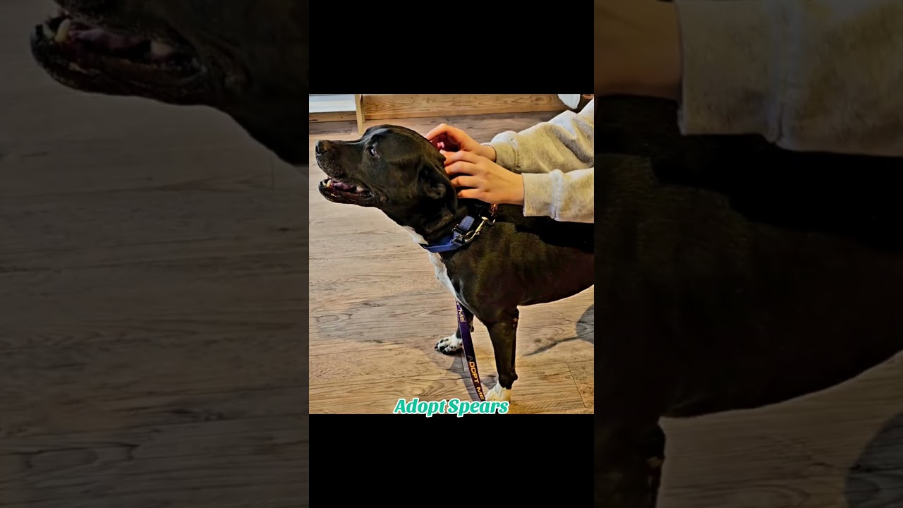 Enlarge Spears, a ADOPTABLE mixed breed in Lubbock, TX video 5/6