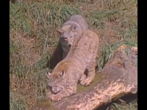 Bobcat vs Coyotes - Bobcat is the winner