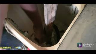 Download lagu Monocled cobra (Ular Tedung Senduk) #cobra#cikkiah#cikkiah#mohicanzExotic mp3