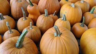 How to Plant Pumpkins and Gourds