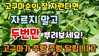 고구마순이 잘 자란다면 자르지 말고 딱 두번만 뿌려보세요 고구마가 주렁주렁 달립니다 고구마순 억제방법 3가지