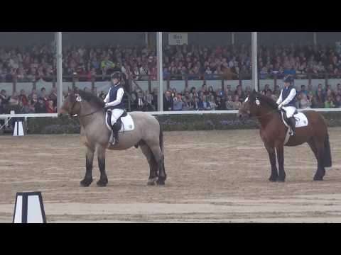 Warendorfer Hengstparade 2017 - Kaltblüter & Azubinen