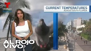 Meteoróloga se lleva tremendo susto en plena transmisión por una paloma
