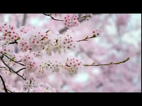 „Gražiausia mergina". Benediktas Gadeikis.