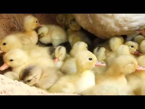 Ducklings Hatching From Eggs With Amazing Pekin Duck _ Harvesting Cute Baby Ducks Born