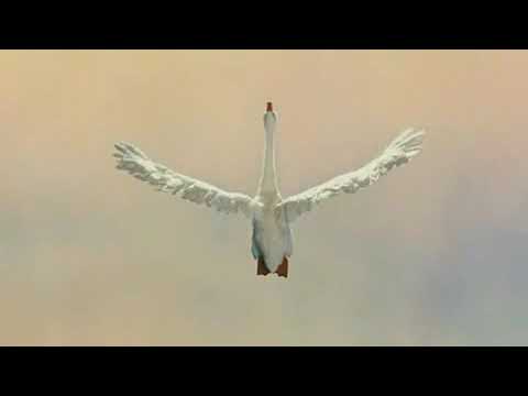 Ugly Duckling Andersen Garry Bardin  Tchaikovsky