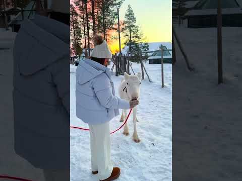 Lapland, Finland – 7-Day Itinerary 🇫🇮❄️ Finland might be the most magical winter destination on