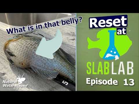 Tracking Trophy Coppernose Bluegill | Slab Lab Episode 13