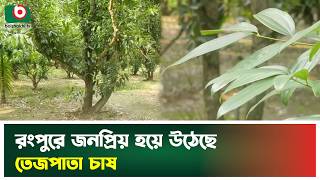 রংপুরে বাড়ছে তেজপাতার আবাদ