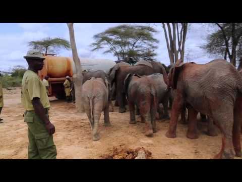 Thirsty elephants | Sheldrick Trust