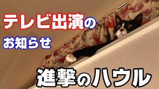 テレビに出る！　懐かないハウル猫パンチ　どうぶつのじかん