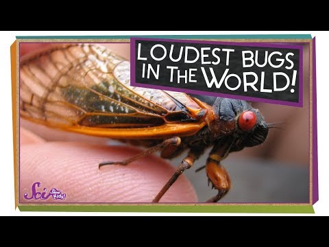 Cicadas: The Loudest Bugs in the World! | Biology for Kids | SciShow Kids