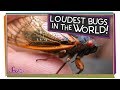 The Loudest Bugs in the World