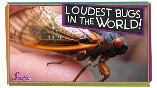 The Loudest Bugs in the World