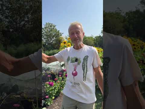 Strategies for Continuous Summer Lettuce Growth Without Bolting