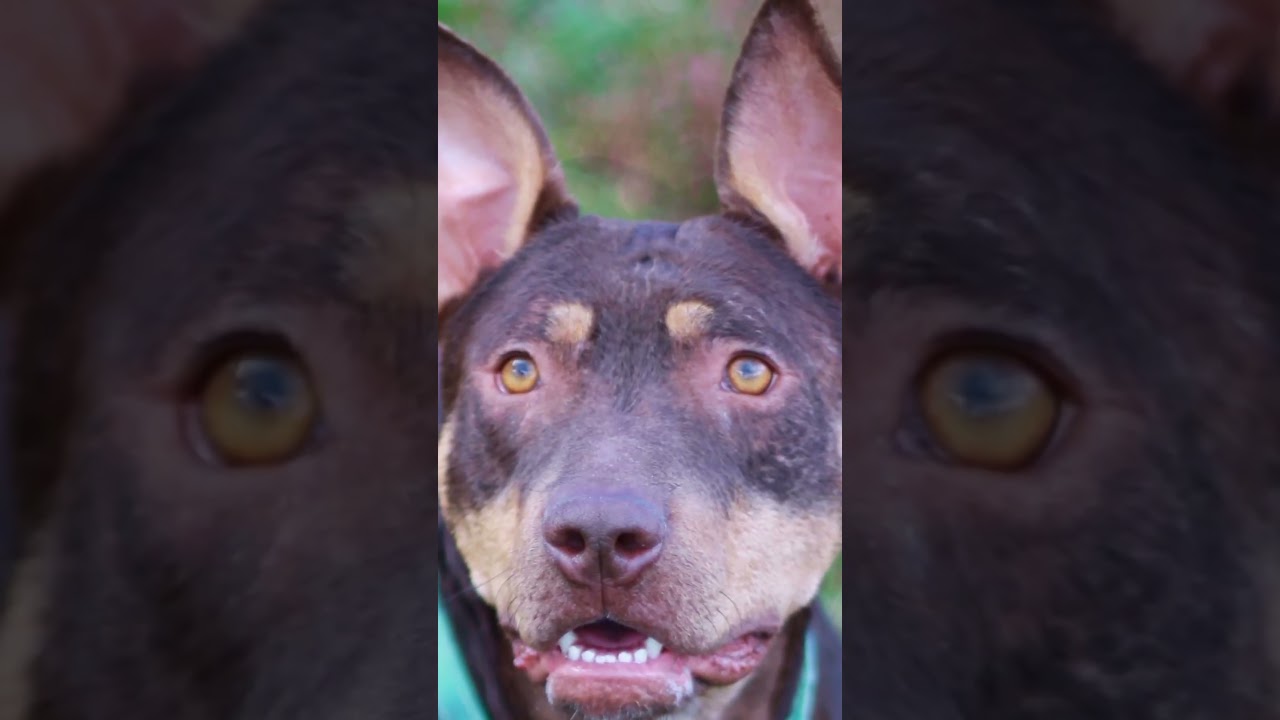 Enlarge Mei, a Adoptable mixed breed in Cookeville, TN video 4/4