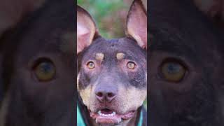Video preview image #1 Bull Terrier-Doberman Pinscher Mix Puppy For Sale in Cookeville, TN, USA