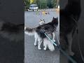 Siberian Husky Fusion Dance Siberianderpskies Siberianhusky Husky Huskies Huskylife
