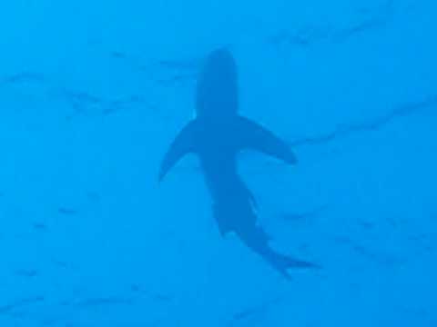 Oceanic White Tip Shark Red Sea