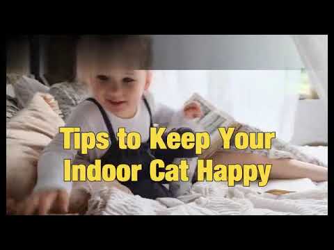 Tips to Keep Your Indoor Cat Happy