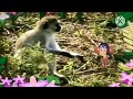 The Amazing World 2006 Little Monkey