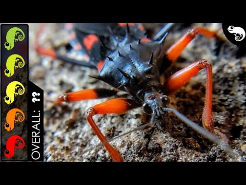 Horrid King Assassin Bug, The Best Pet Insect?