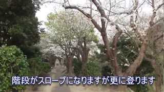 preview picture of video '【お花見】馬門山墓地 桜名所穴場情報 横須賀市 【心霊スポット】【cherry blossom】'