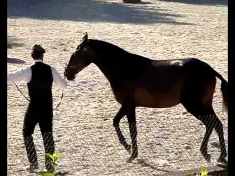 Faquita das Lezirias,  Feira do Cavalo na Ponte de Lima 2013