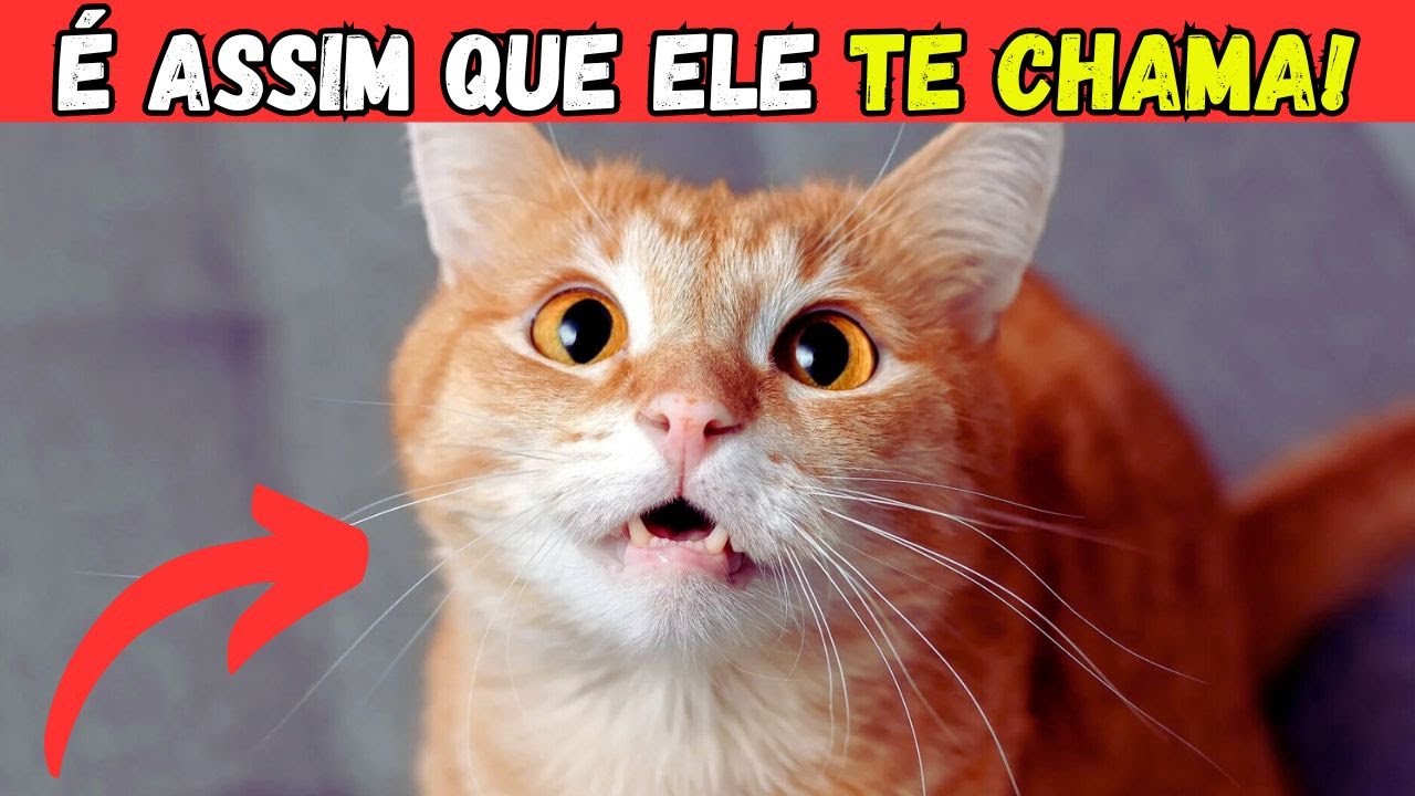 Descubra o nome SECRETO que o seu gato usa para você!