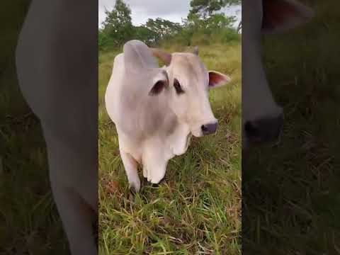 Touro Nelore com Registro Definitivo: 14.000 reais em Amaraji/ Pernambuco. Whatsapp 84 99810 2784*