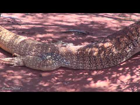 Monitor Lizard VS  Goanna - WHATS THE DIFFERENCE? Sand Goanna - DRAGON DUDE Top REPTILES Australia!