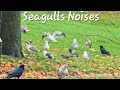 Herring Gull Feeding Sounds Seagulls Fighting Noise Over Food Seagulls Sounds