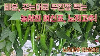 부직포터널보다 노지에서 더 잘 크는 고추모종이 있다고요?!!! 고추 농사 잘 짓는 농사의여신 비법!!!