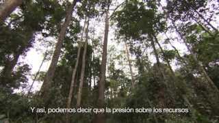Los bosques para la seguridad alimentaria y nutricional 