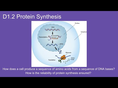 D1.2 Protein Synthesis - IB Biology New Curriculum