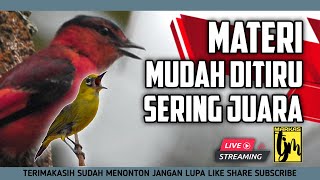 Download lagu 🔴  LIVE Masteran Pleci Paling Mudah Ditiru Tembakan Mantenan Sambung Witwit mp3
