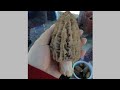 Kuzu göbeği nasıl bulunur - kuzu göbeği nerede aranır ( morchella esculenta ) Kuzu göbeği nasıl bulunur - kuzu göbeği nerede aranır ( morchella esculenta )