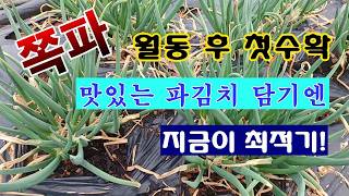 [텃밭농부 2,157]  월동한 쪽파. 첫 수확하여 맛있는 파김치 담그기! #쪽파재배