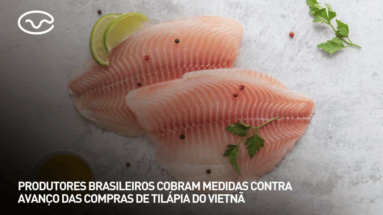 Produtores brasileiros cobram medidas contra avanço das compras de tilápia do Vietnã