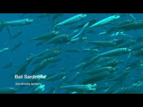Moalboal, Cebu Philippines – Part 1 - scuba diving video
