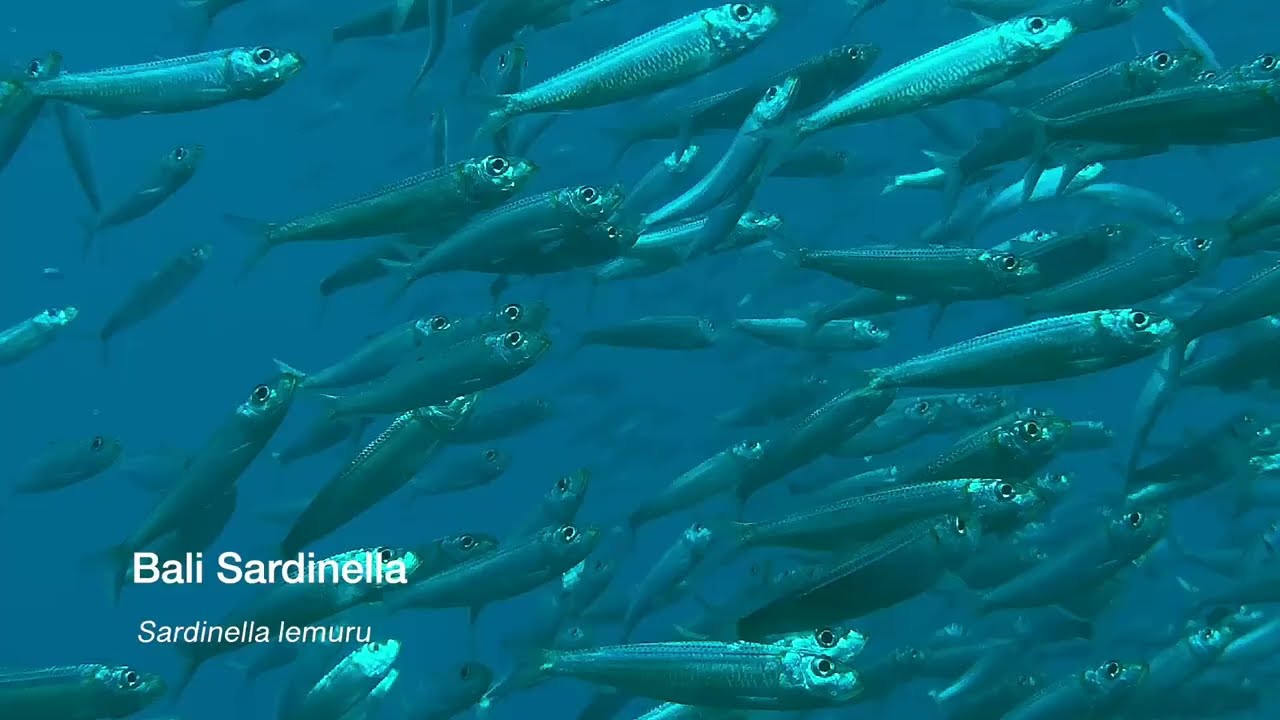 First of 5 videos Exhilerating encounters with sardine run along Moalboal's reefs
