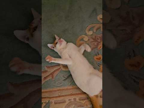 Smiješni Mačak James uživa uz pjesmu❤️🔥 #shorts #shortvideo #cat #catvideos