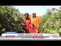 Vijay Ekhande success story of Tomato farming HQ ...