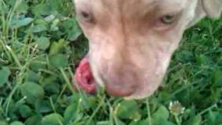 Pitbull Puppy Eating Raw Steak