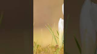 Download lagu 【ギター版】 メンデルスゾーン  春の歌  Mendelssohn Spring Song mp3