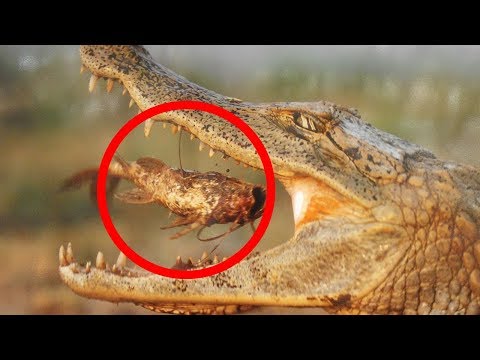 Mutualism — Definition & Examples - Expii Mutualism — Definition & Examples - Expii