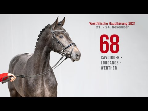 Hauptkörung 2021 Reitpferdehengste Kat-Nr. 68  Cavoiro-H - Lordanos - Werther